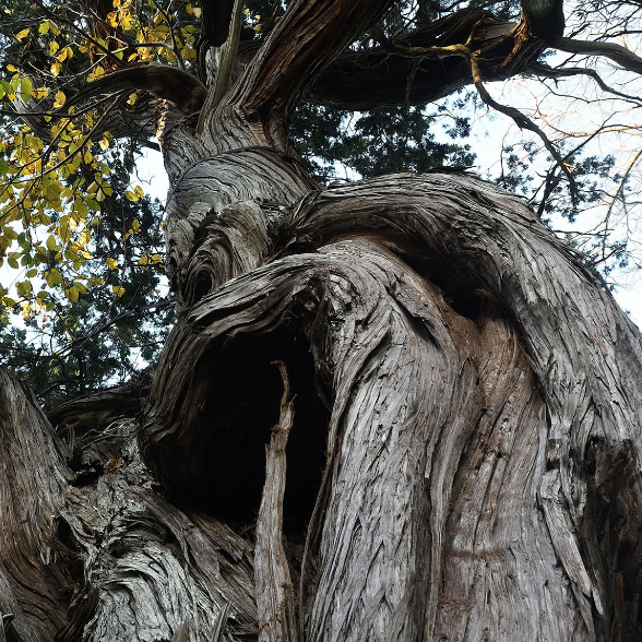 ビャクシン樹林